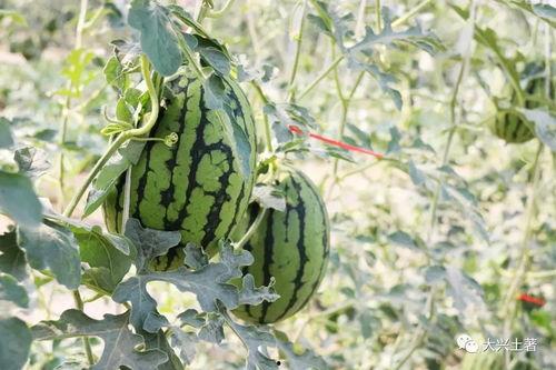 吃瓜网红地点,吃瓜群众的美食天堂 第2张 吃瓜网红地点,吃瓜群众的美食天堂 第2张